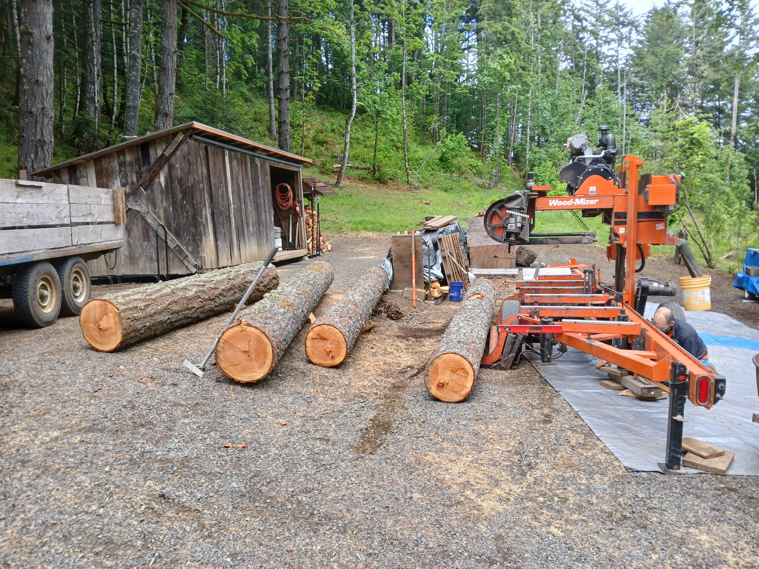 Fir tree stump cut into four logs on the ground