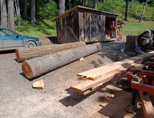 From Fallen Fir to Fine Lumber